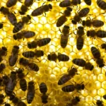 honey (1)